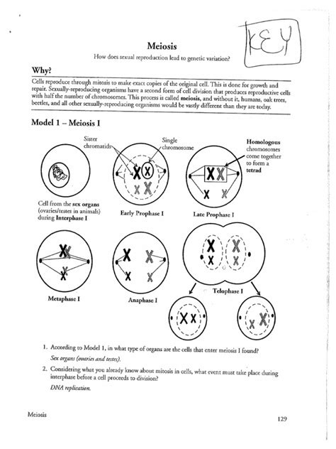 Flip to page 2 of your booklet. . Meiosis pogil answers